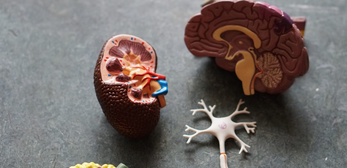 Modelle eines Gehirns, Niere und weiterer Körperbestandteile